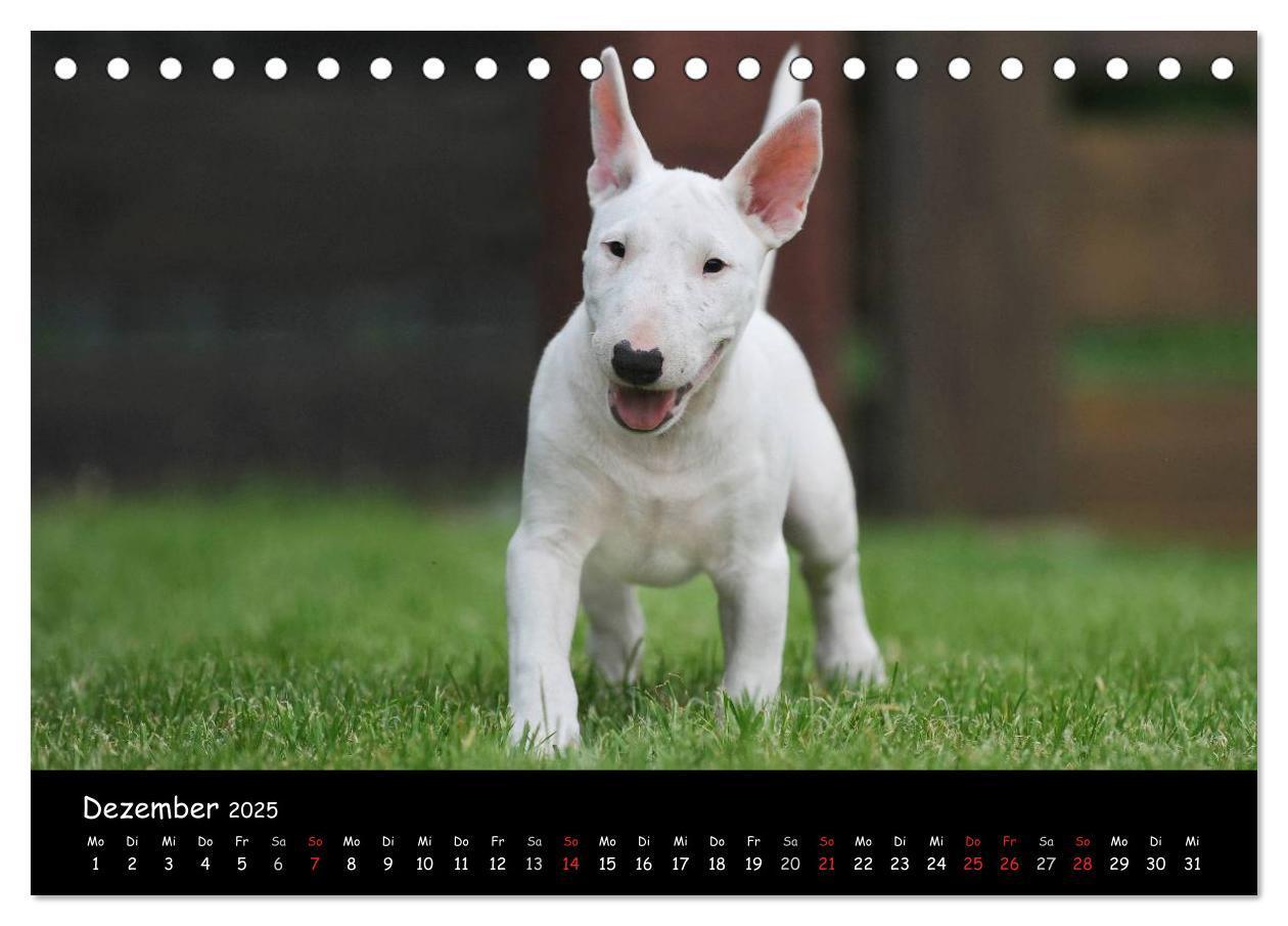 Bild: 9783435767694 | Bullterrier (Tischkalender 2025 DIN A5 quer), CALVENDO Monatskalender