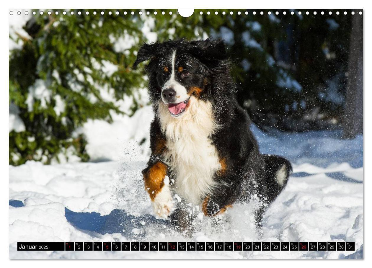 Bild: 9783435578689 | Berner Sennenhunde in Action (Wandkalender 2025 DIN A3 quer),...