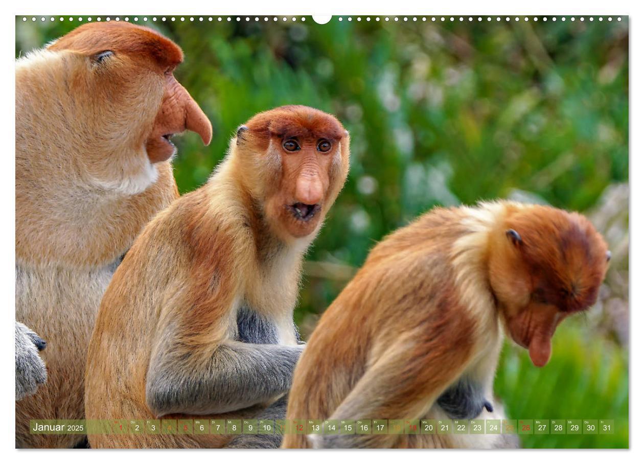 Bild: 9783435218493 | Nasenaffen von Borneo (Wandkalender 2025 DIN A2 quer), CALVENDO...