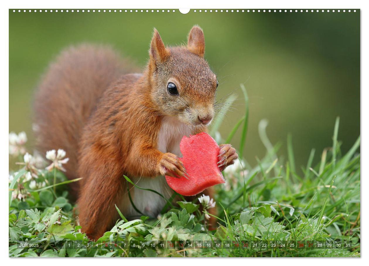 Bild: 9783435344963 | Eichhörnchen Luna und ihre Kinder (Wandkalender 2025 DIN A2 quer),...