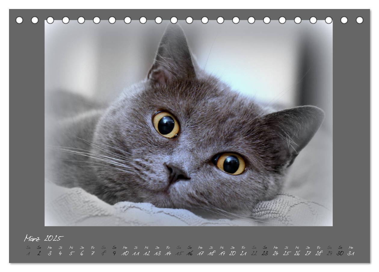 Bild: 9783435400331 | GRAUE ENGEL Britischkurzhaar-Katzen (Tischkalender 2025 DIN A5...