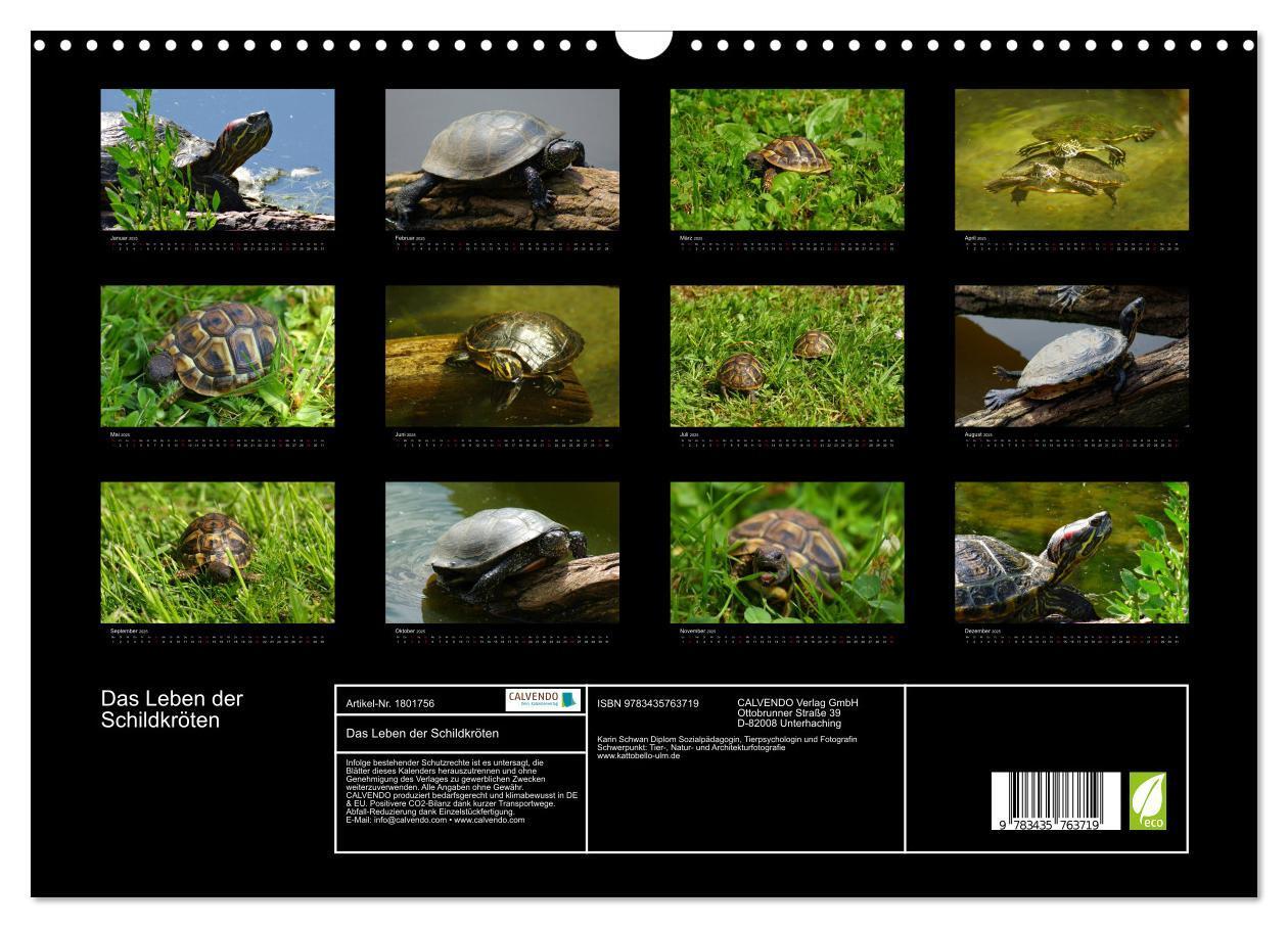 Bild: 9783435763719 | Das Leben der Schildkröten (Wandkalender 2025 DIN A3 quer),...