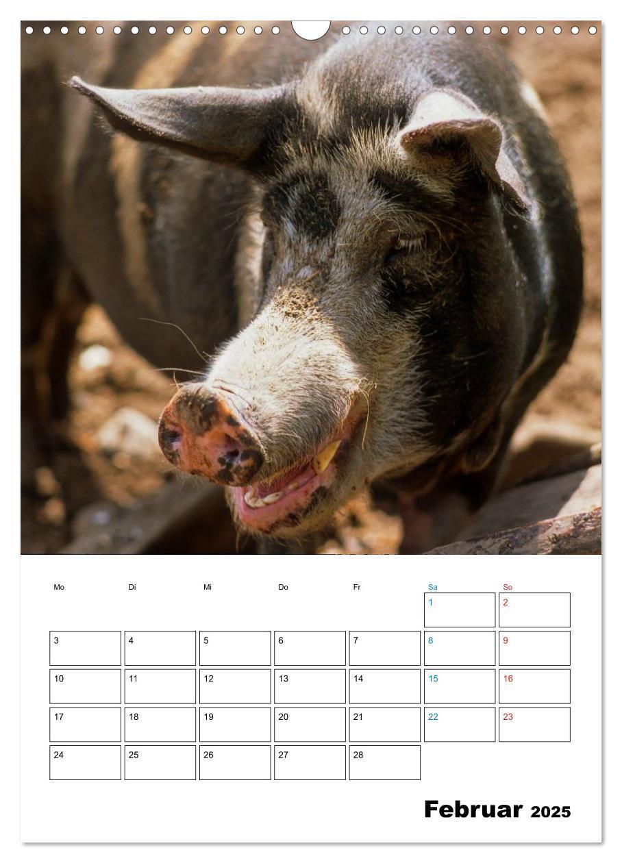 Bild: 9783457077863 | Schweine 2025 (Wandkalender 2025 DIN A3 hoch), CALVENDO Monatskalender