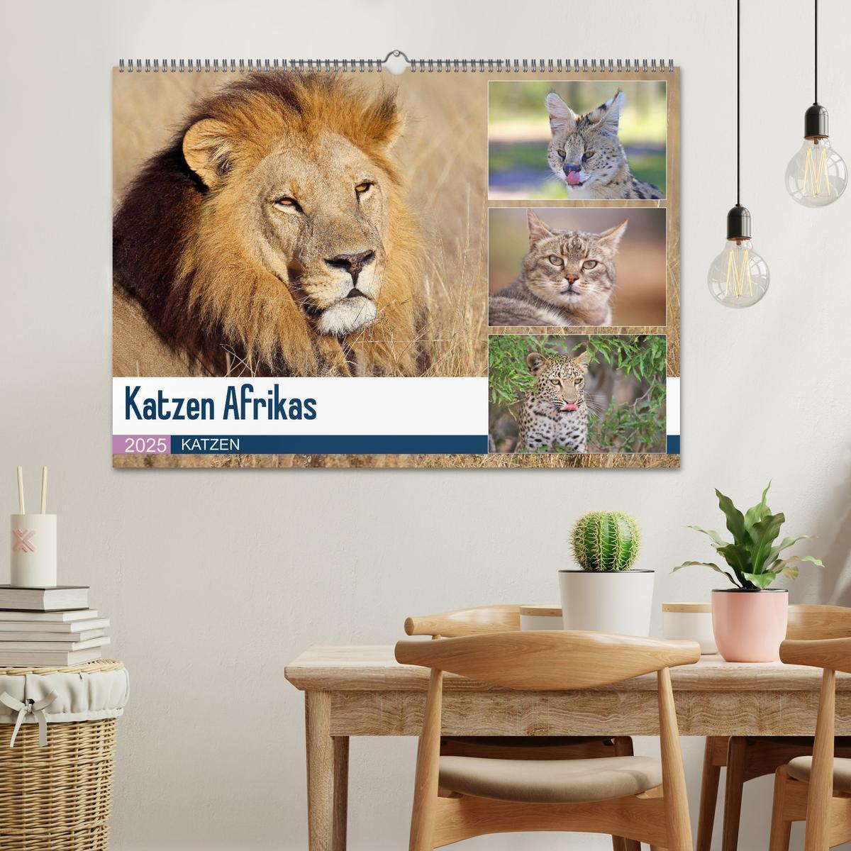 Bild: 9783435698332 | Katzen Afrikas (Wandkalender 2025 DIN A2 quer), CALVENDO...