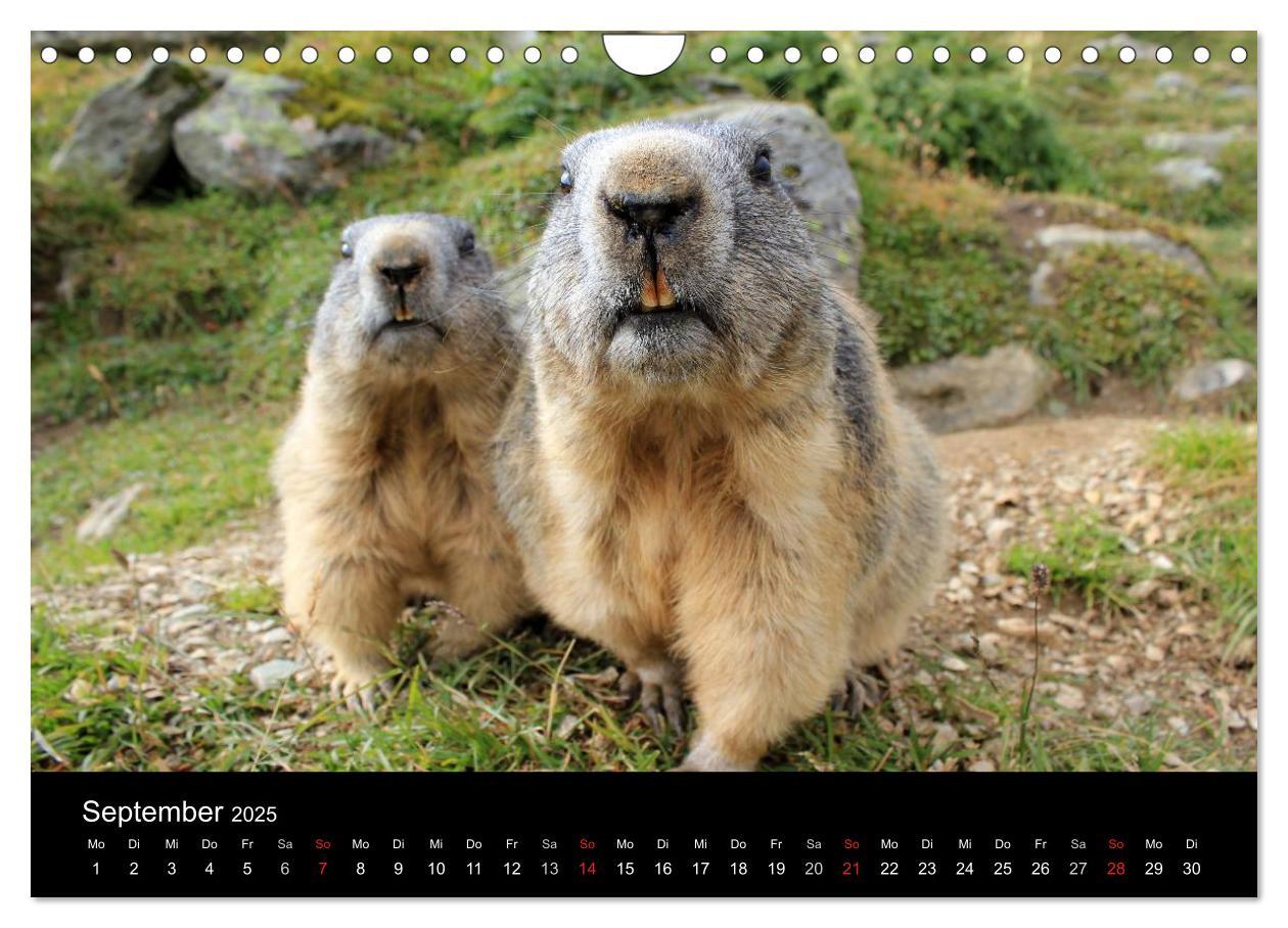 Bild: 9783435784622 | Murmeltiere (Wandkalender 2025 DIN A4 quer), CALVENDO Monatskalender