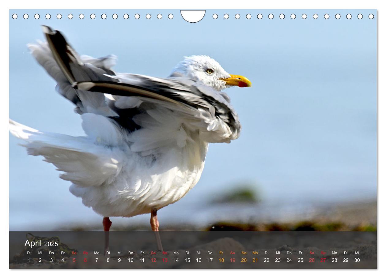 Bild: 9783383926334 | Strand und Küste - Möwen (Wandkalender 2025 DIN A4 quer), CALVENDO...