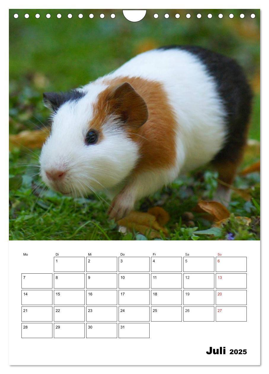 Bild: 9783457014820 | Meerschweinchen Terminplaner (Wandkalender 2025 DIN A4 hoch),...