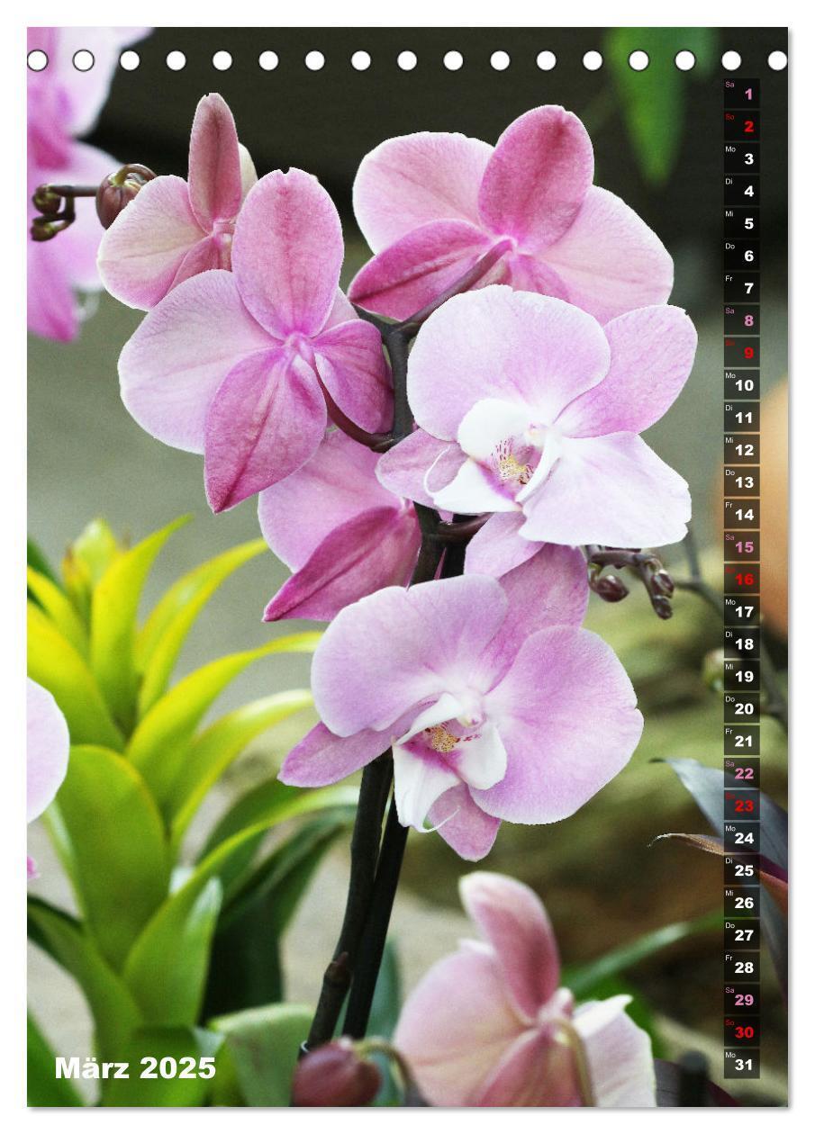 Bild: 9783435843077 | Phalaenopsis - Schöne Schmetterlingsorchideen (Tischkalender 2025...