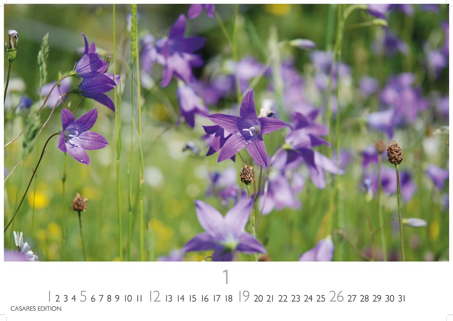 Bild: 9781835242186 | Blumenwiese 2025 L 35x50cm | Kalender | 14 S. | Deutsch | 2025