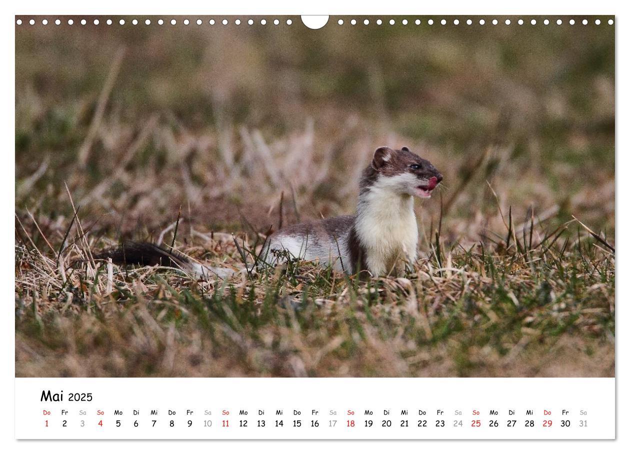 Bild: 9783435494446 | Hermelin - das wieselflinke Raubtier (Wandkalender 2025 DIN A3...