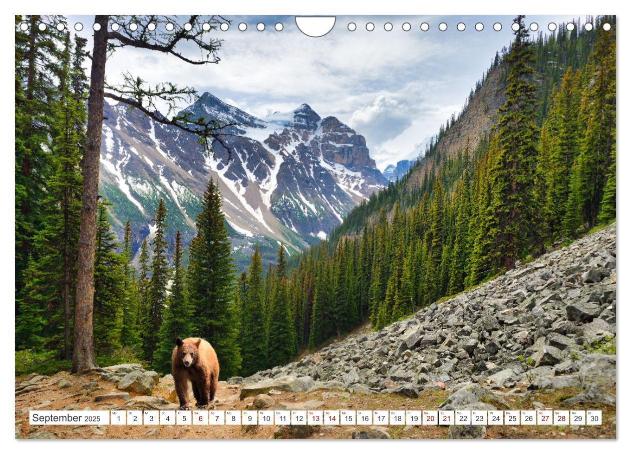 Bild: 9783383855955 | KANADA - Die Bären der Rocky Mountains (Wandkalender 2025 DIN A4...