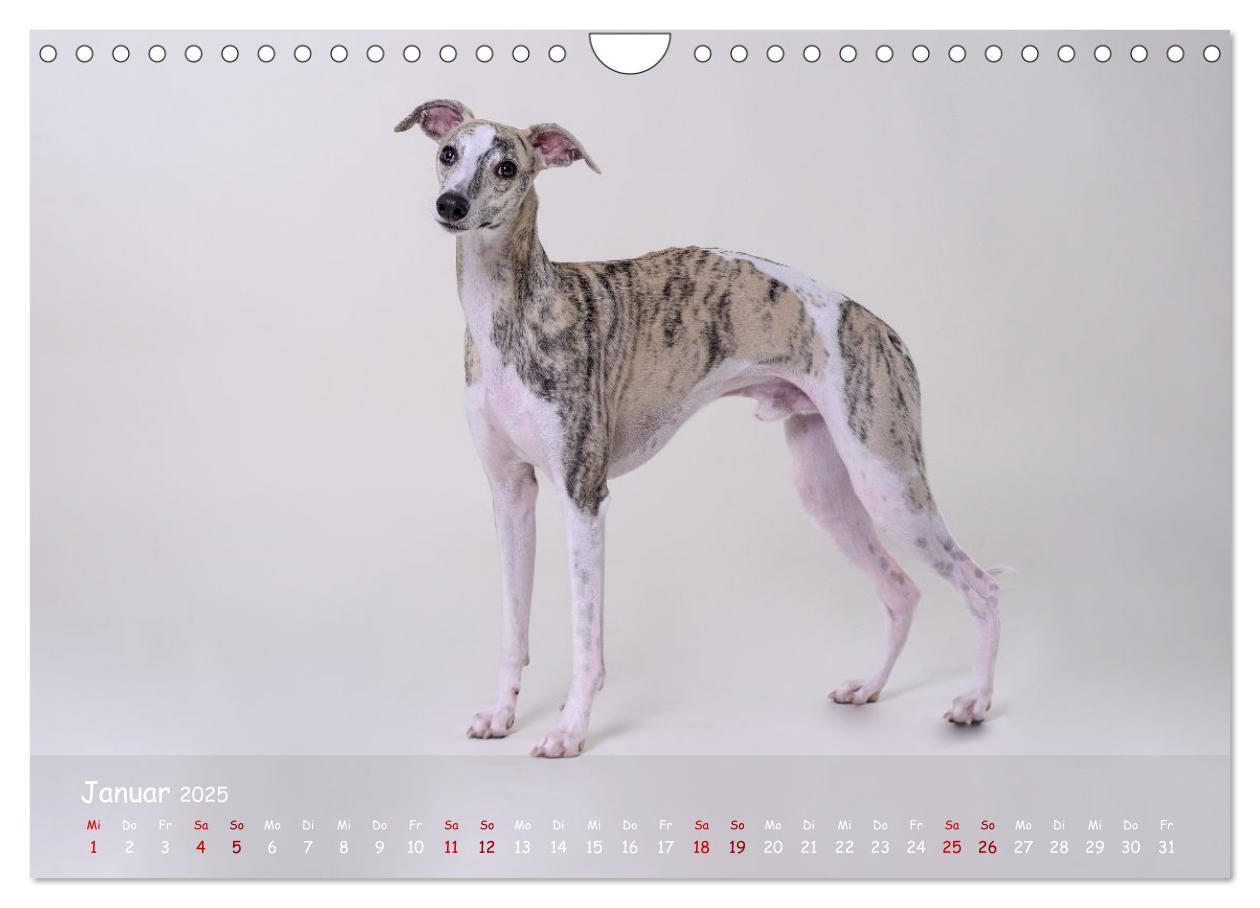 Bild: 9783383857133 | Whippets - Seelenhunde fürs Leben (Wandkalender 2025 DIN A4 quer),...