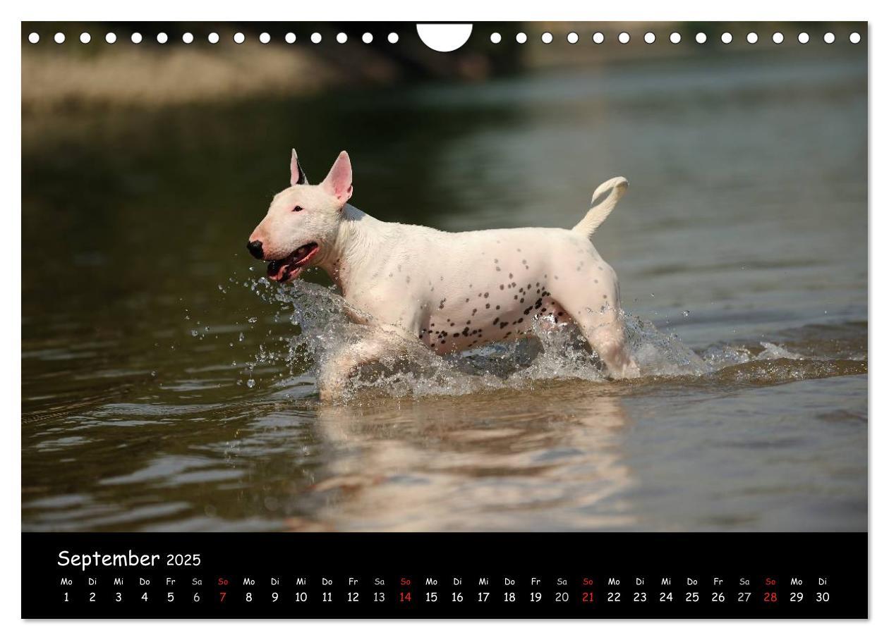 Bild: 9783435587230 | Bullterrier? Was sonst! (Wandkalender 2025 DIN A4 quer), CALVENDO...