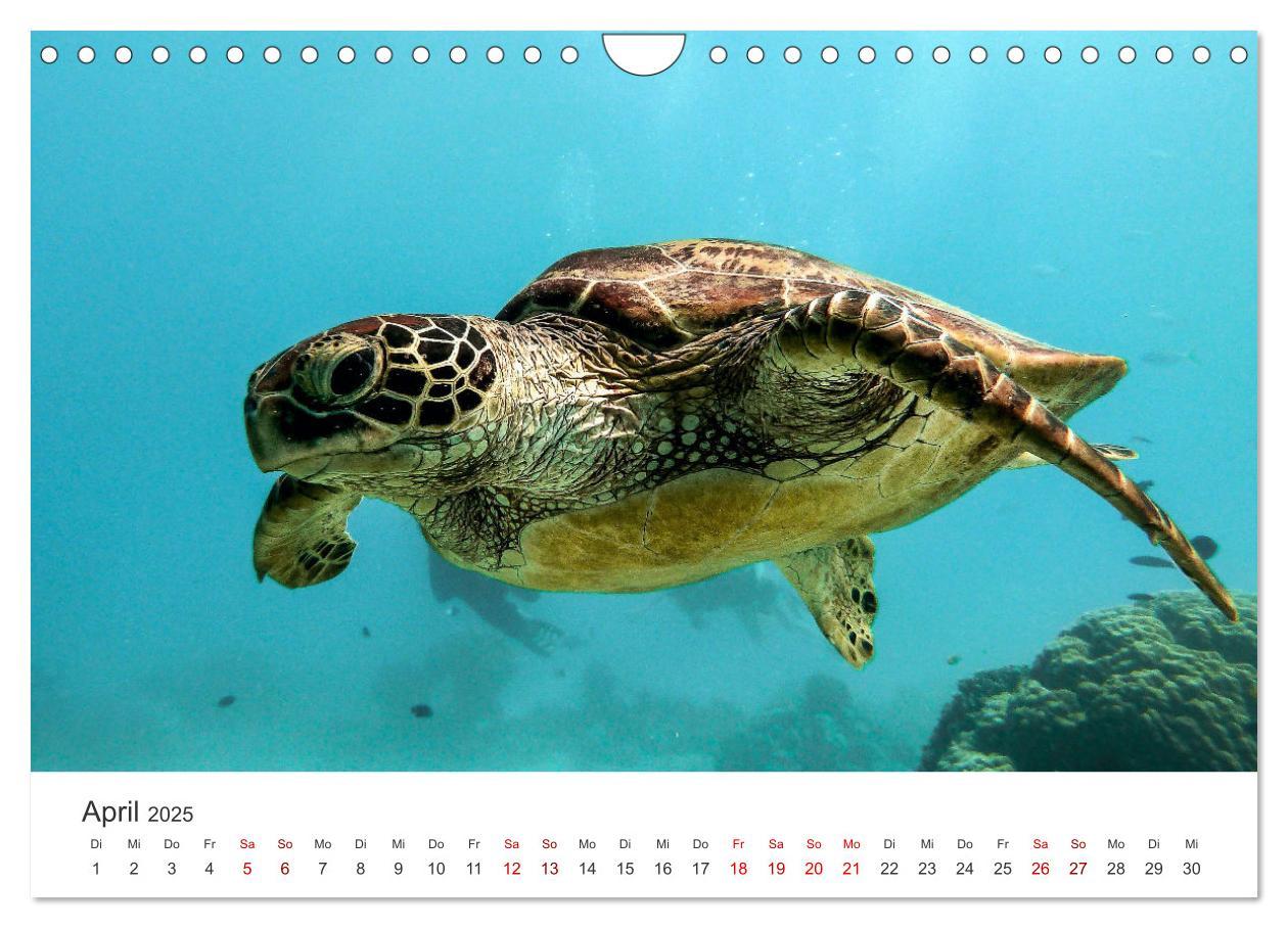 Bild: 9783383997839 | Schildkröten - Die gepanzerten Tiere. (Wandkalender 2025 DIN A4...