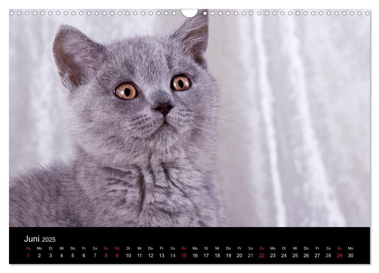 Bild: 9783435833597 | Britisch Kurzhaar Katzen (Wandkalender 2025 DIN A3 quer), CALVENDO...