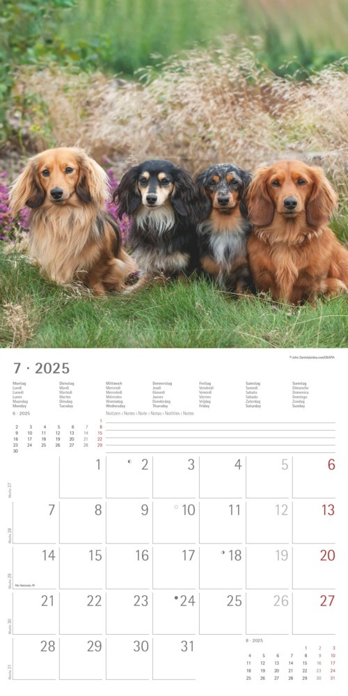 Bild: 4251732343033 | Alpha Edition - Dackel 2025 Broschürenkalender, 30x30cm,...