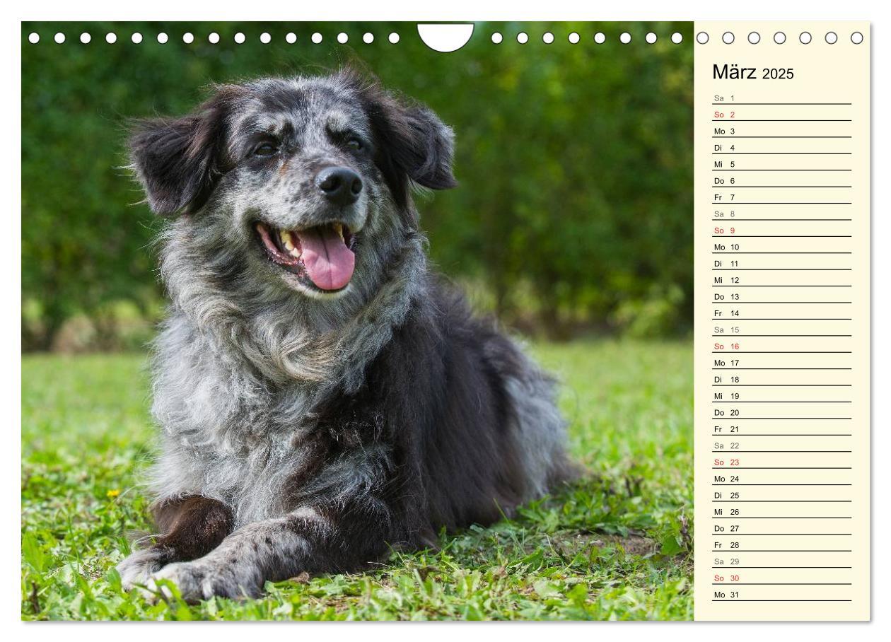 Bild: 9783435541935 | Altdeutsche Hütehunde - Fast vergessen (Wandkalender 2025 DIN A4...