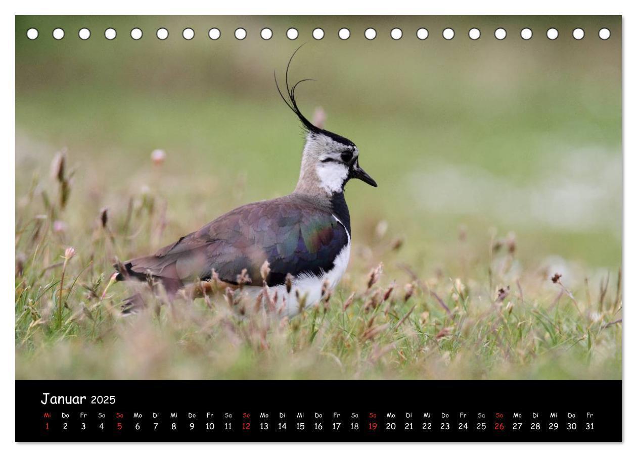 Bild: 9783435605958 | Vögel der Nordseeküste (Tischkalender 2025 DIN A5 quer), CALVENDO...