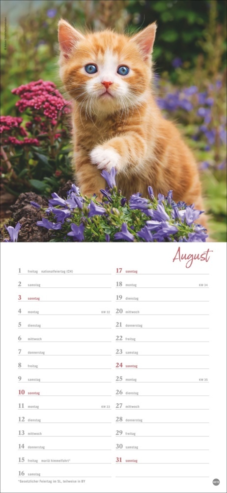 Bild: 9783756406159 | Katzen slim - Auf sanften Pfoten Kalender 2025 | Kalender | 13 S.