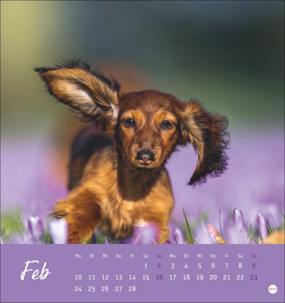 Bild: 9783756407156 | Dackel Postkartenkalender 2025 | Kalender | Spiralbindung | 13 S.