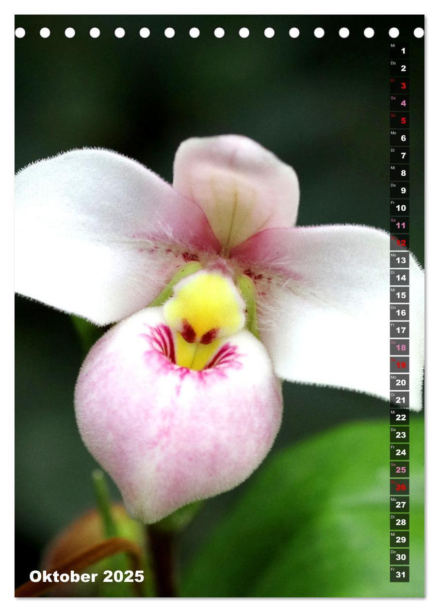 Bild: 9783435882557 | Freude an Orchideen (Tischkalender 2025 DIN A5 hoch), CALVENDO...