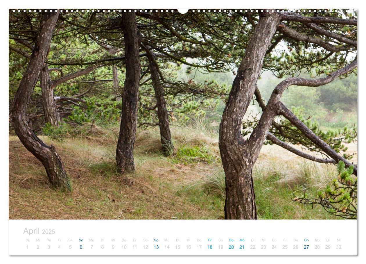 Bild: 9783435816286 | Ameland (Wandkalender 2025 DIN A2 quer), CALVENDO Monatskalender