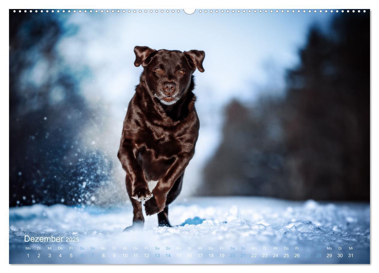 Bild: 9783435017843 | Verzauberung Labrador Retriever 2025 (Wandkalender 2025 DIN A2...