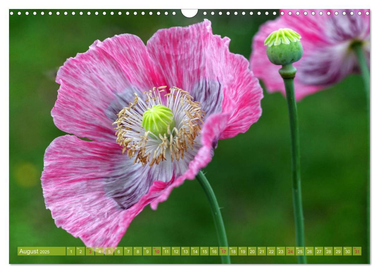 Bild: 9783435734160 | Mohn Tage (Wandkalender 2025 DIN A3 quer), CALVENDO Monatskalender