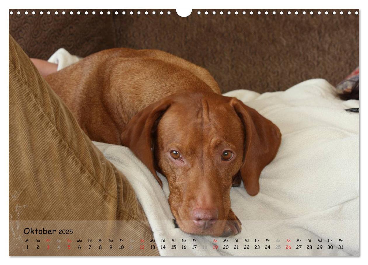 Bild: 9783435630356 | Magyar Vizsla - pure Lebensfreude (Wandkalender 2025 DIN A3 quer),...