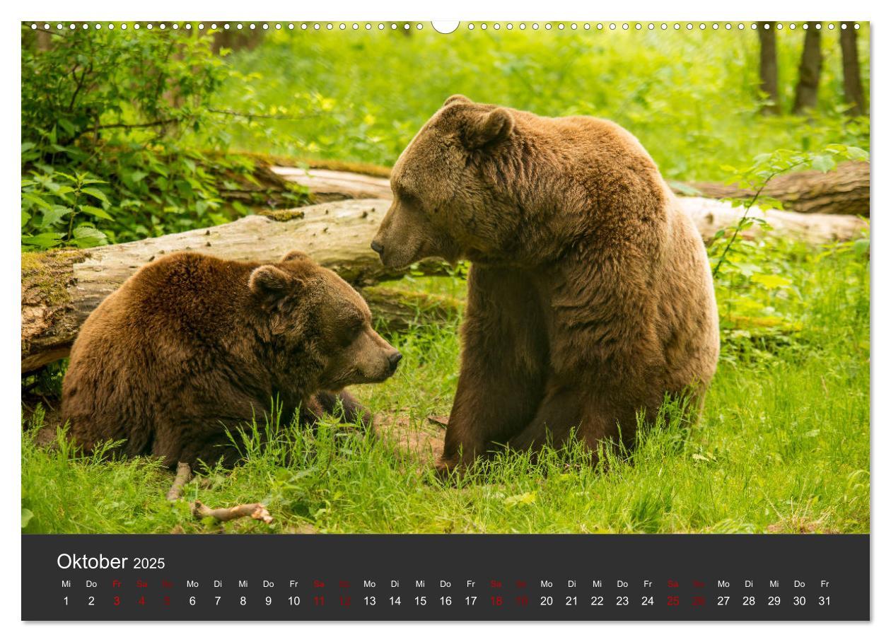 Bild: 9783435444434 | Die grossen Bärentatzen (Wandkalender 2025 DIN A2 quer), CALVENDO...