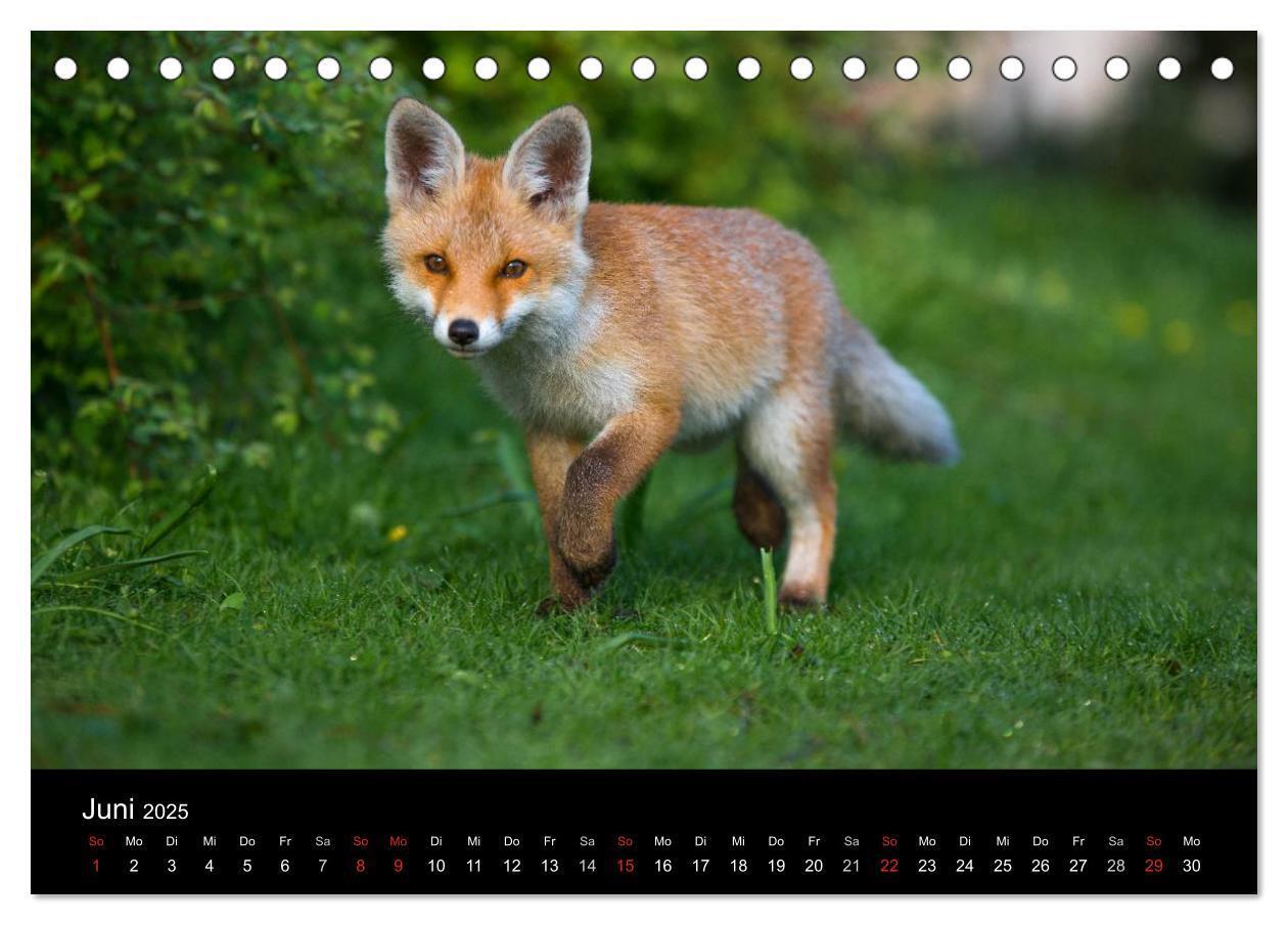 Bild: 9783435560011 | Joni, der kleine Fuchs (Tischkalender 2025 DIN A5 quer), CALVENDO...