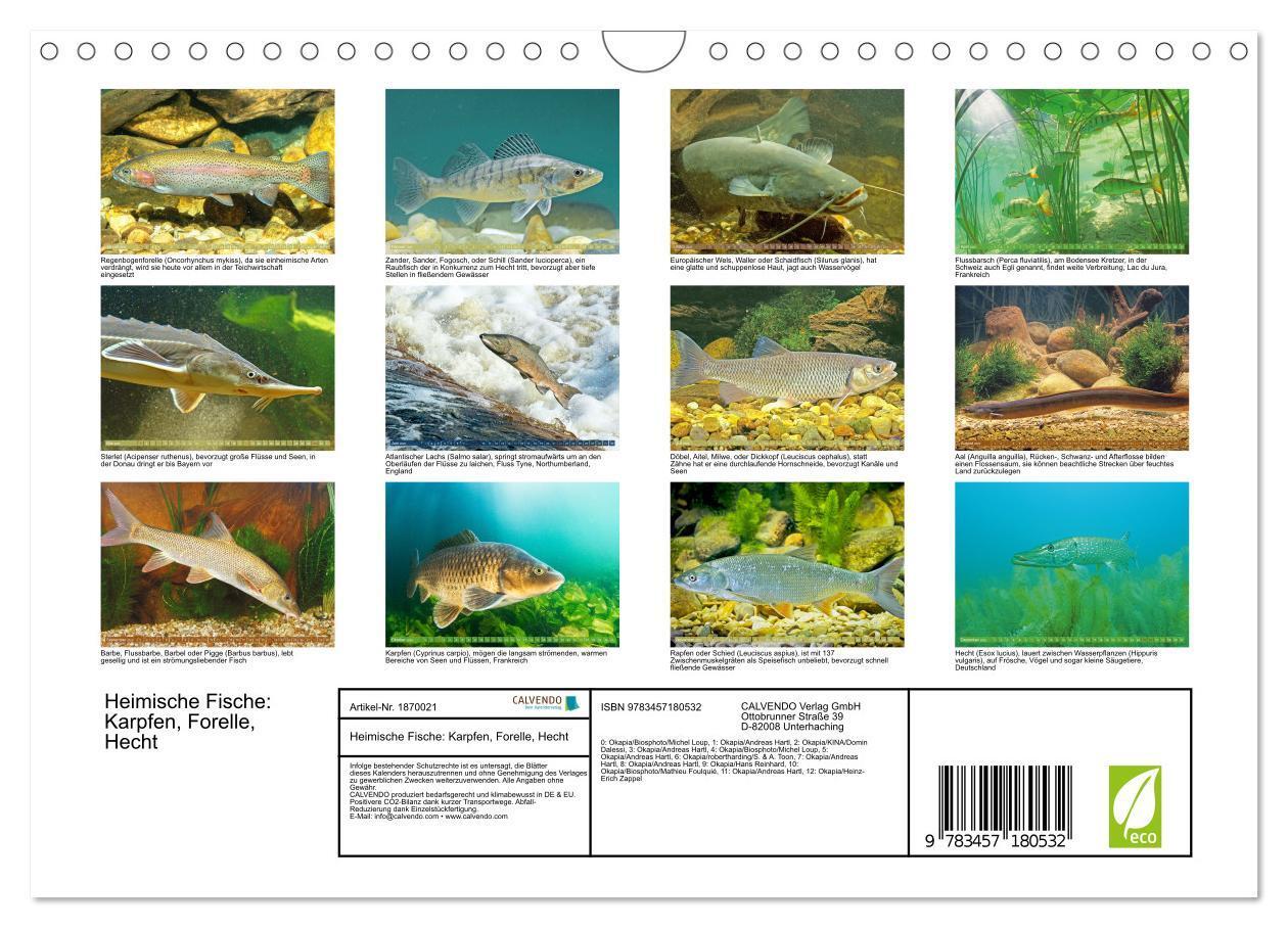 Bild: 9783457180532 | Heimische Fische: Karpfen, Forelle, Hecht (Wandkalender 2025 DIN A4...