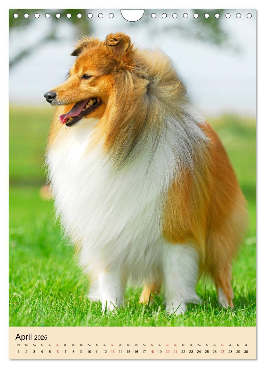 Bild: 9783435960545 | Sheltie - Wirbelwind auf 4 Pfoten (Wandkalender 2025 DIN A4 hoch),...