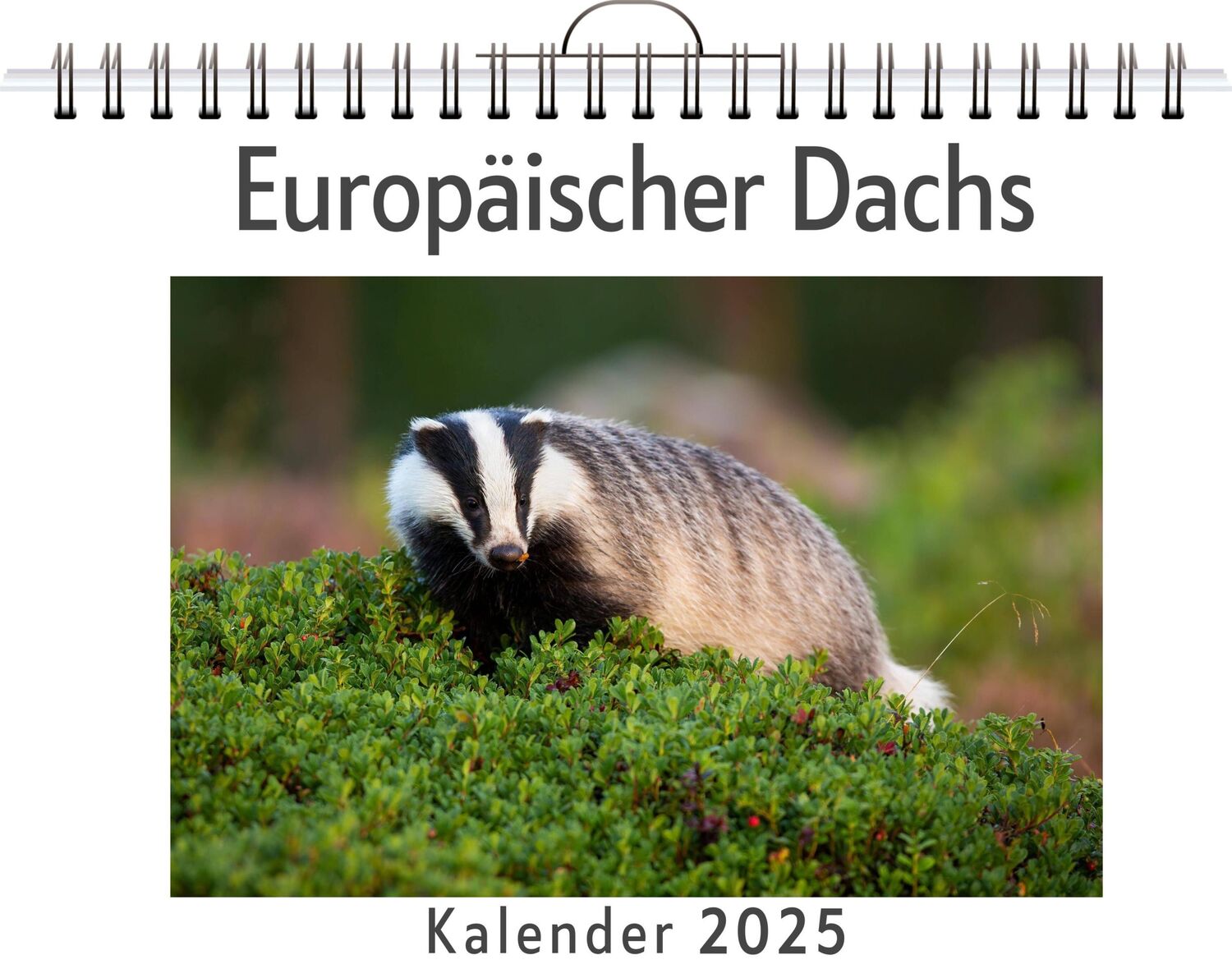 Cover: 9783759120601 | Europäischer Dachs | Florian Keller | Kalender | Kalender | 14 S.