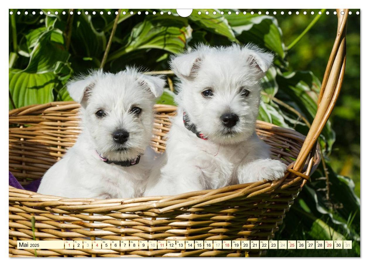 Bild: 9783435462612 | Kobold auf 4 Pfoten - West Highland White Terrier (Wandkalender...