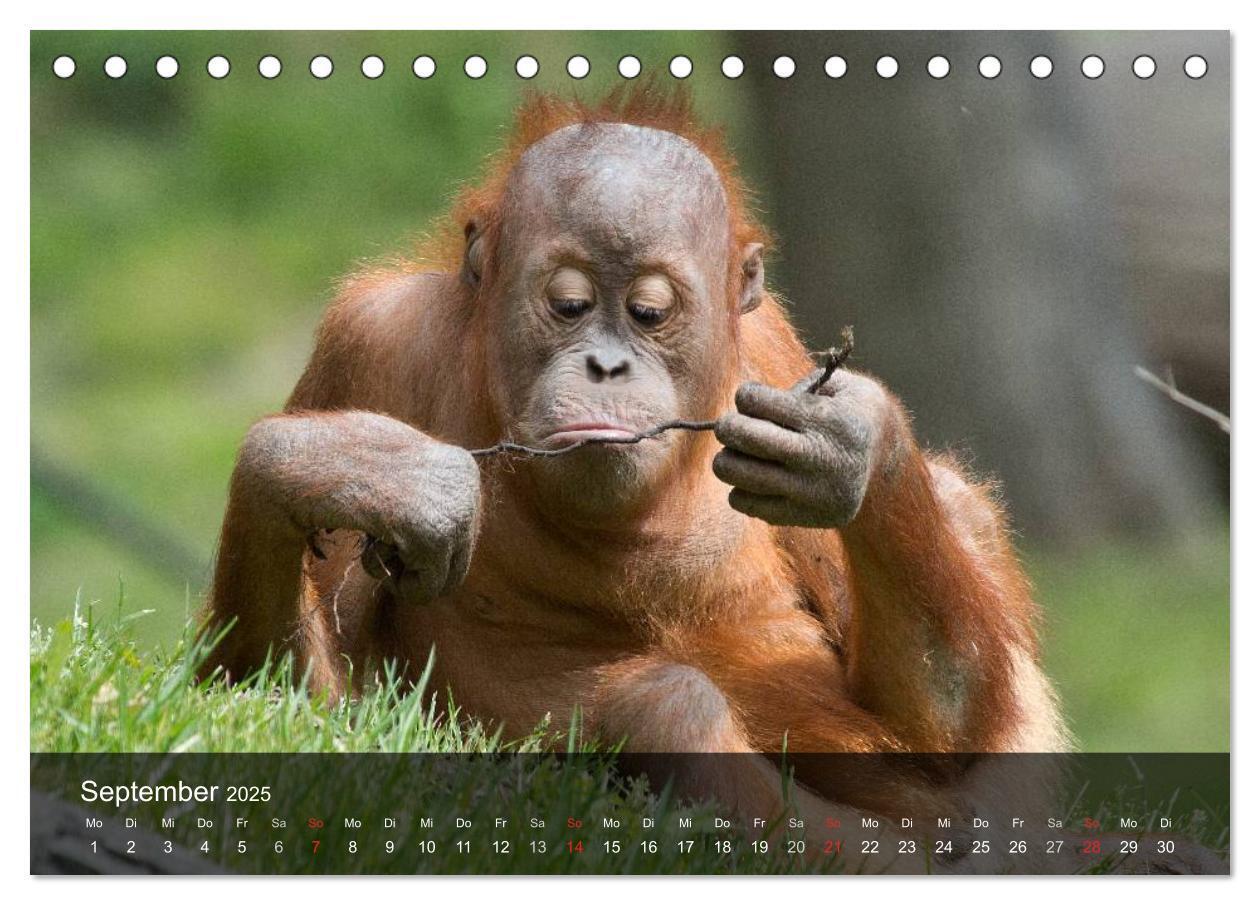 Bild: 9783435623068 | Menschenaffen. Gorillas, Schimpansen, Orang-Utans (Tischkalender...