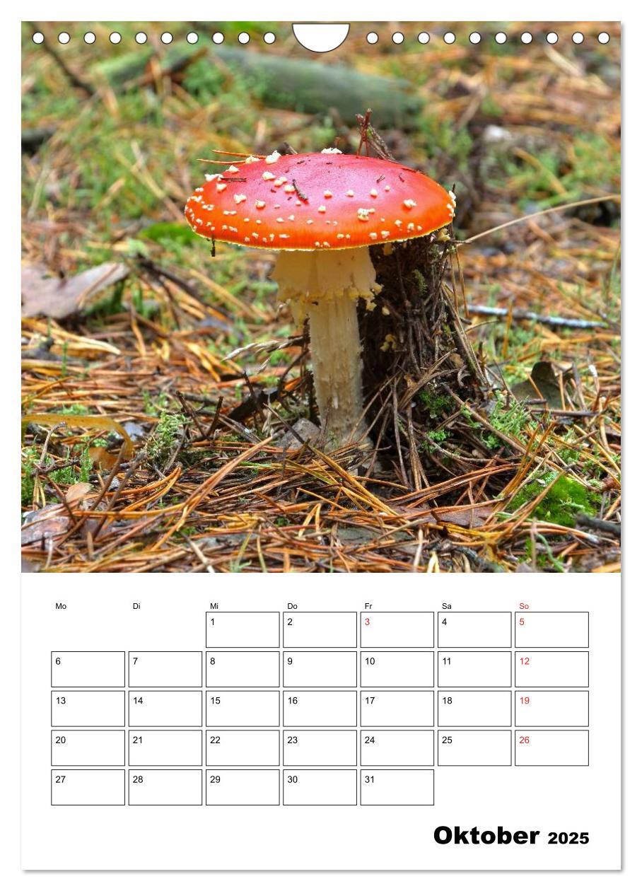 Bild: 9783457054857 | Heimische Waldpilze (Wandkalender 2025 DIN A4 hoch), CALVENDO...