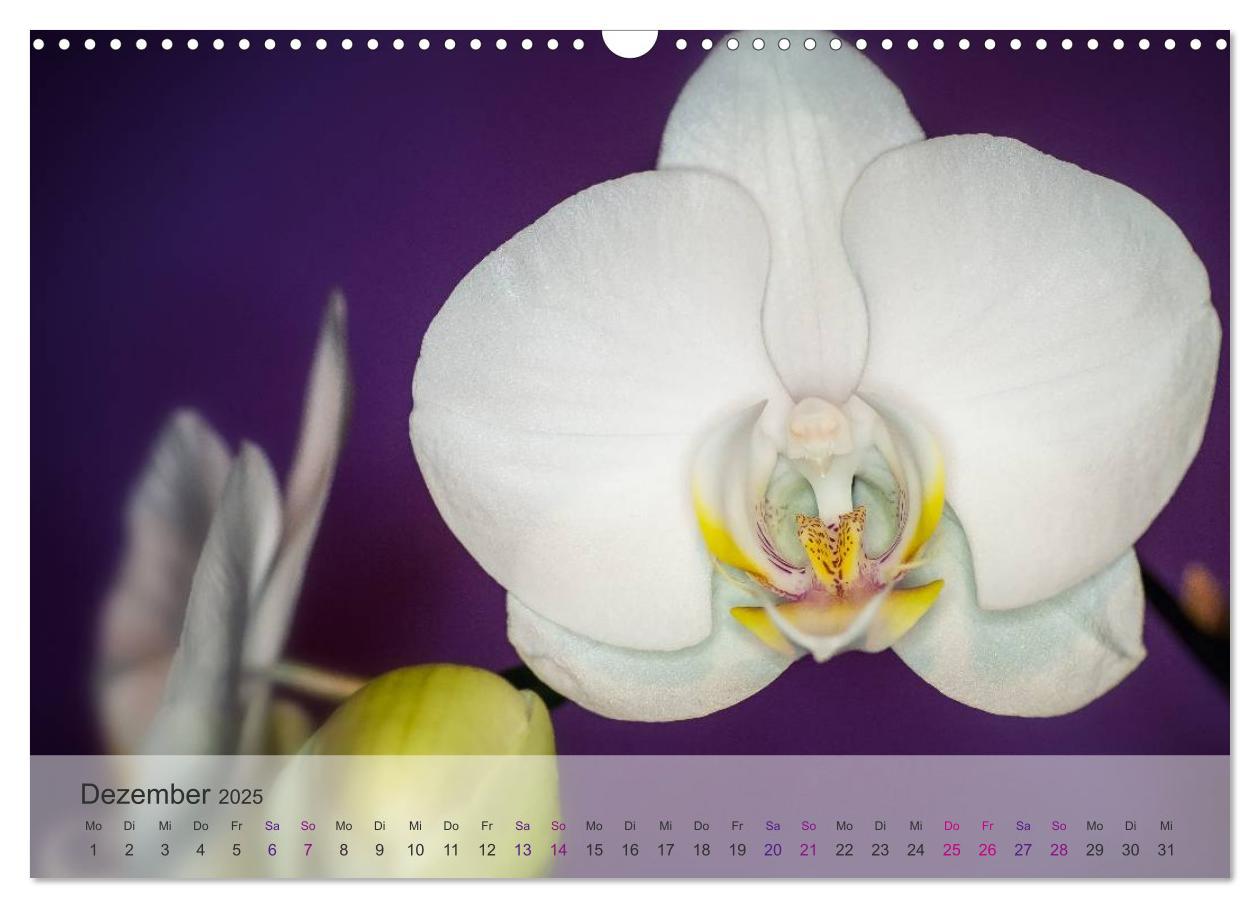 Bild: 9783435689361 | Phalaenopsis - die zauberhafte Welt der Orchideen (Wandkalender...