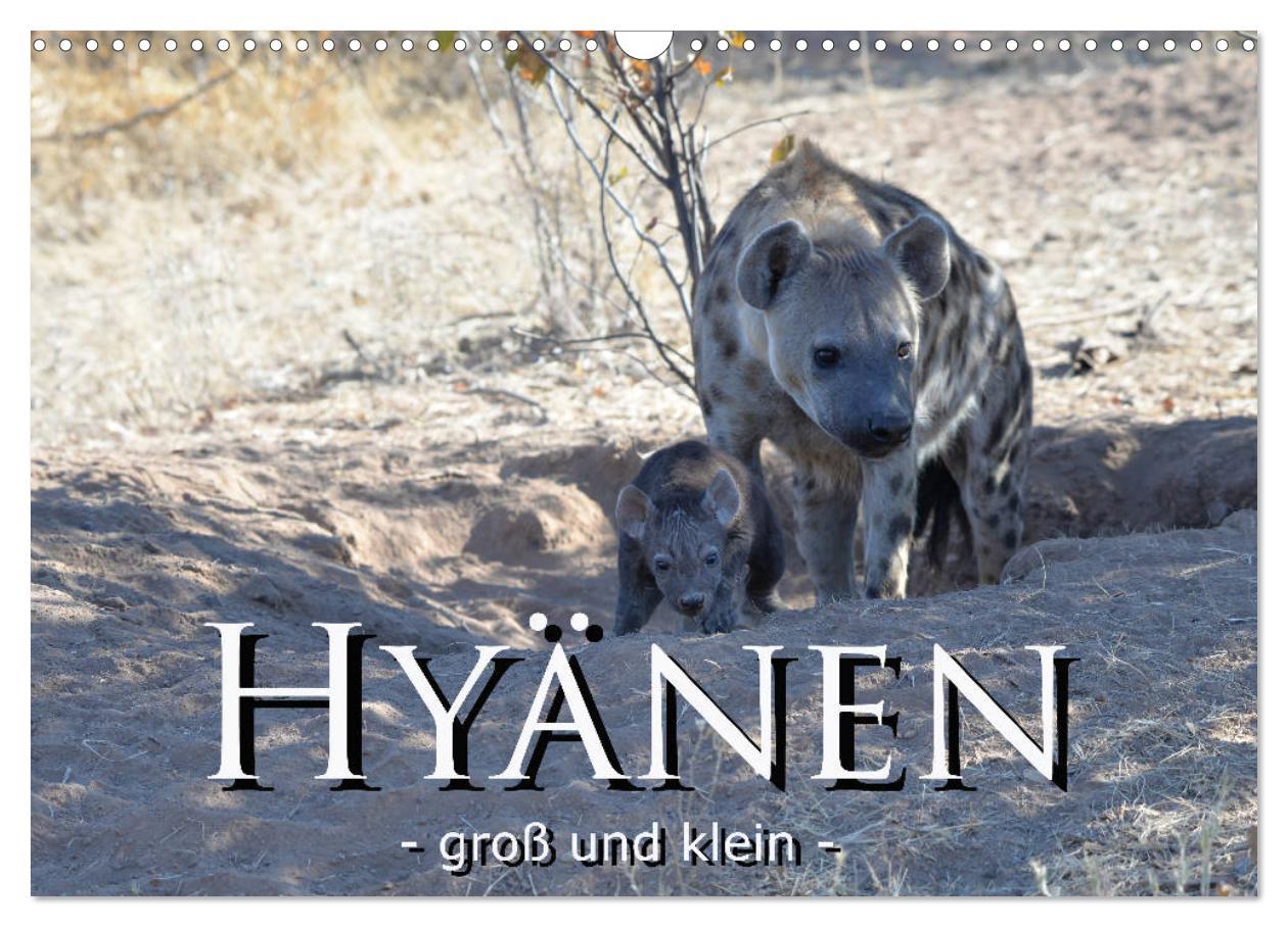 Cover: 9783435364985 | Hyänen - groß und klein (Wandkalender 2025 DIN A3 quer), CALVENDO...