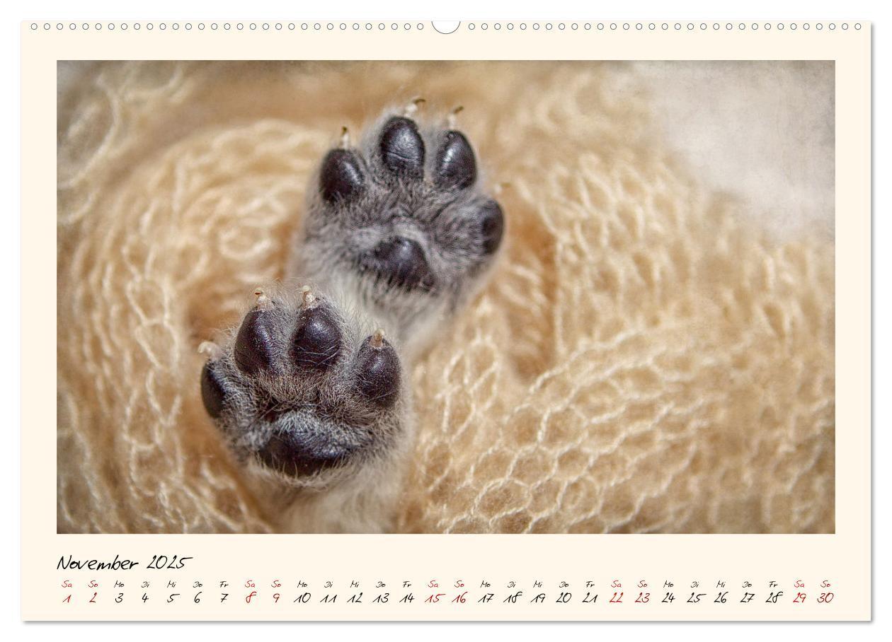 Bild: 9783383828355 | Golden Retriever... Herzenshunde (Wandkalender 2025 DIN A2 quer),...