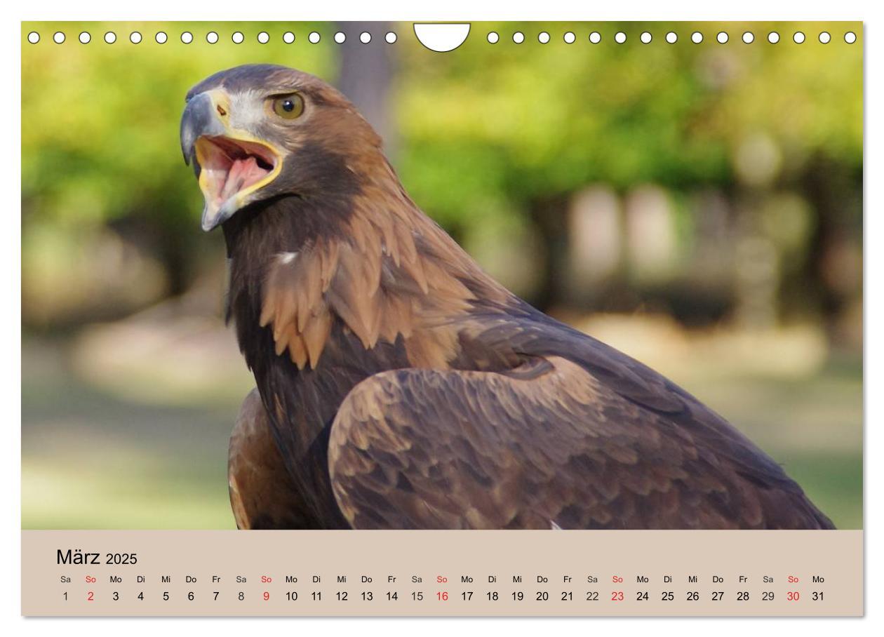 Bild: 9783435515493 | Der Steinadler. Majestätischer Greifvogel (Wandkalender 2025 DIN A4...