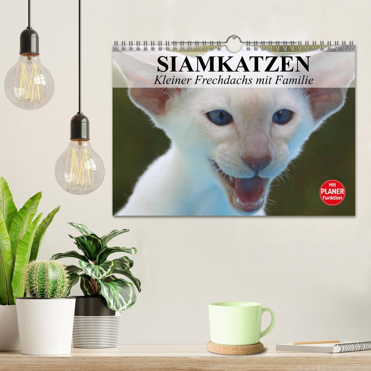 Bild: 9783435516278 | Siamkatzen - Kleiner Frechdachs mit Familie (Wandkalender 2025 DIN...