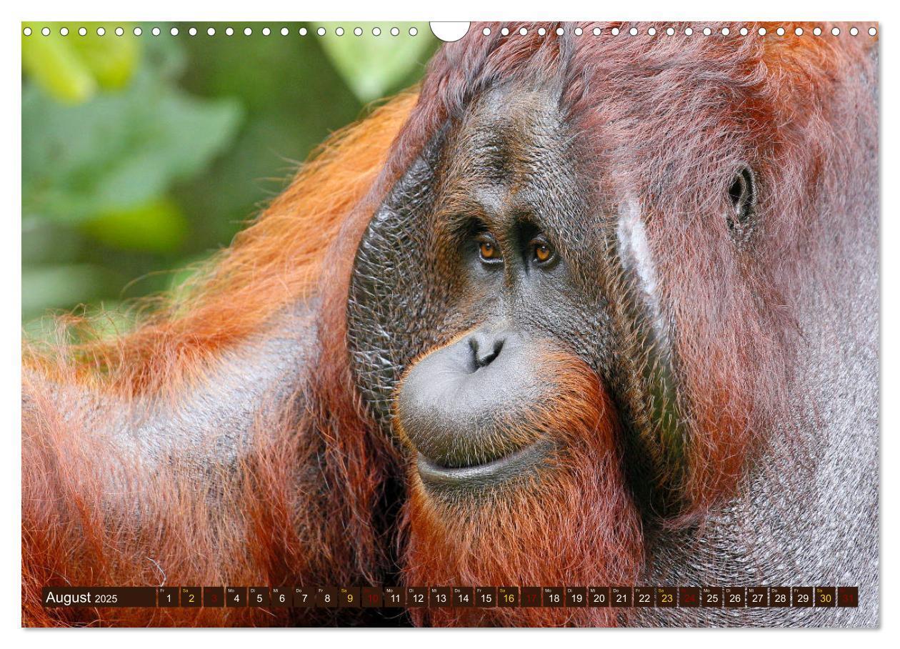 Bild: 9783435361502 | Waldmenschen - Orang Utans auf Borneo (Wandkalender 2025 DIN A3...