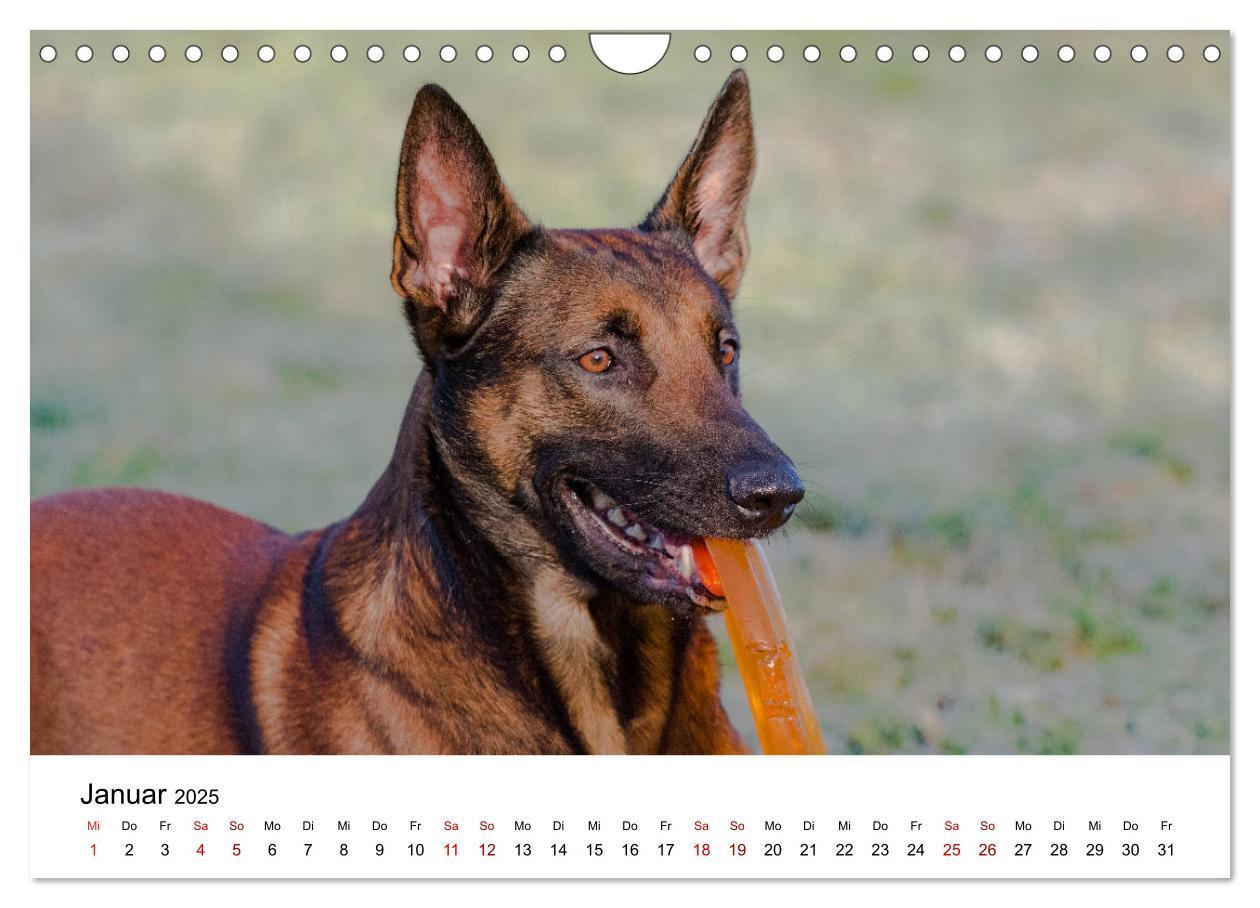 Bild: 9783435340415 | Malinois - Wahnsinn auf vier Pfoten (Wandkalender 2025 DIN A4...