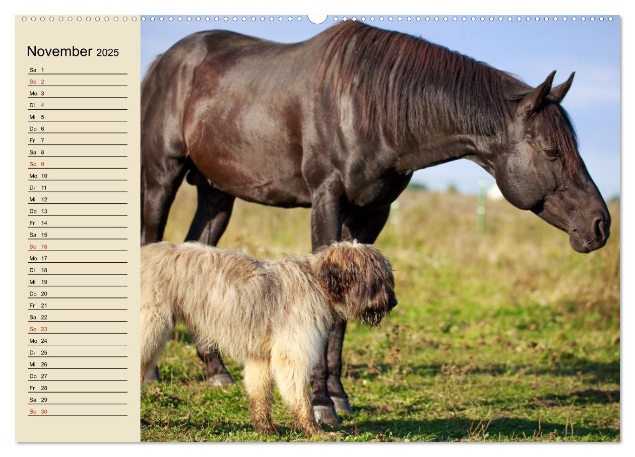 Bild: 9783435514786 | Beste Freunde. Bezaubernde Tierfreundschaften (Wandkalender 2025...