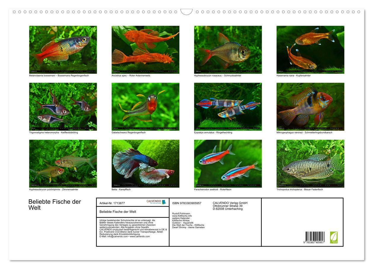 Bild: 9783383905957 | Beliebte Fische der Welt (Wandkalender 2025 DIN A2 quer), CALVENDO...