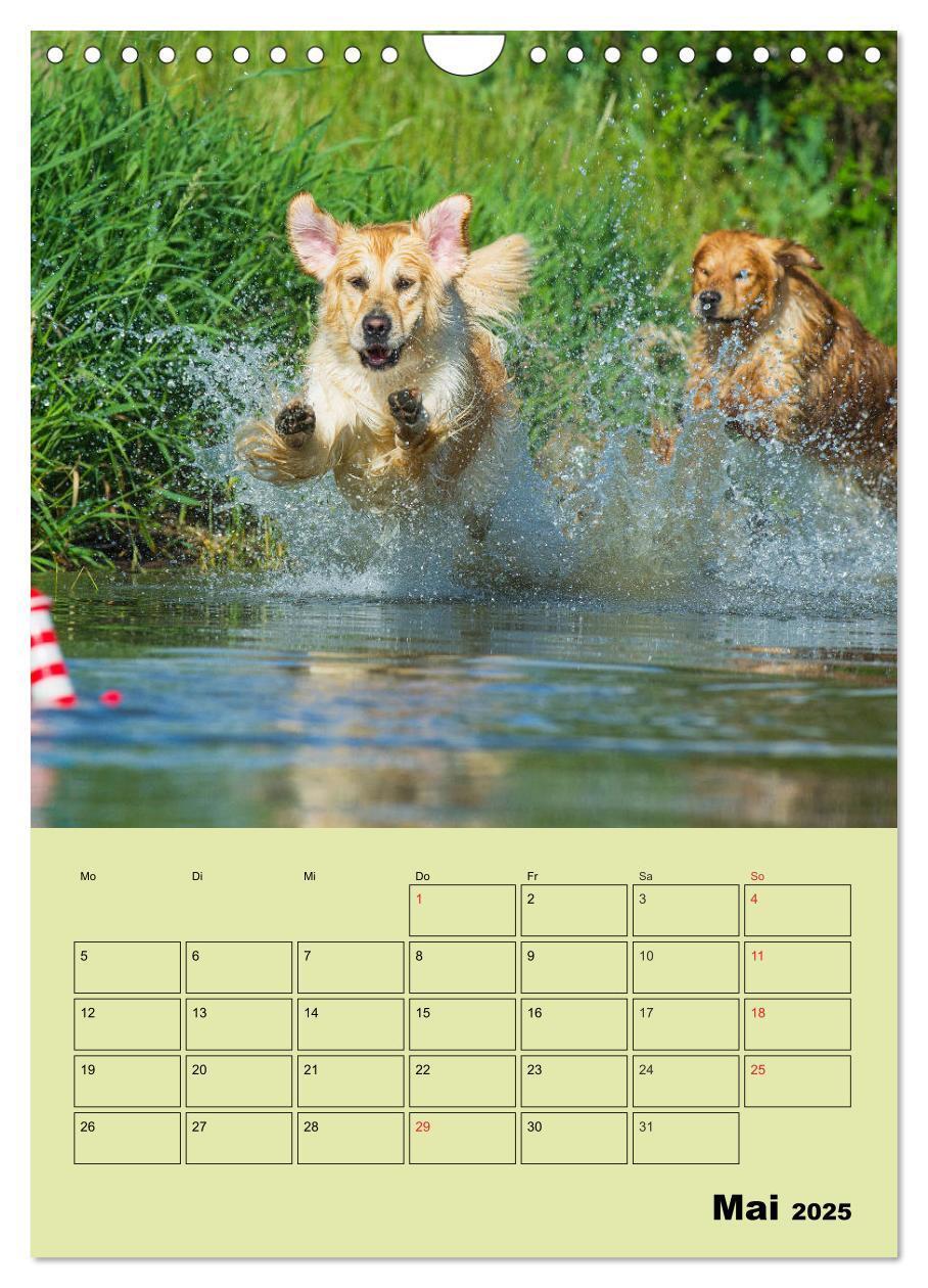 Bild: 9783435960316 | Jahresplaner Golden Retriever (Wandkalender 2025 DIN A4 hoch),...