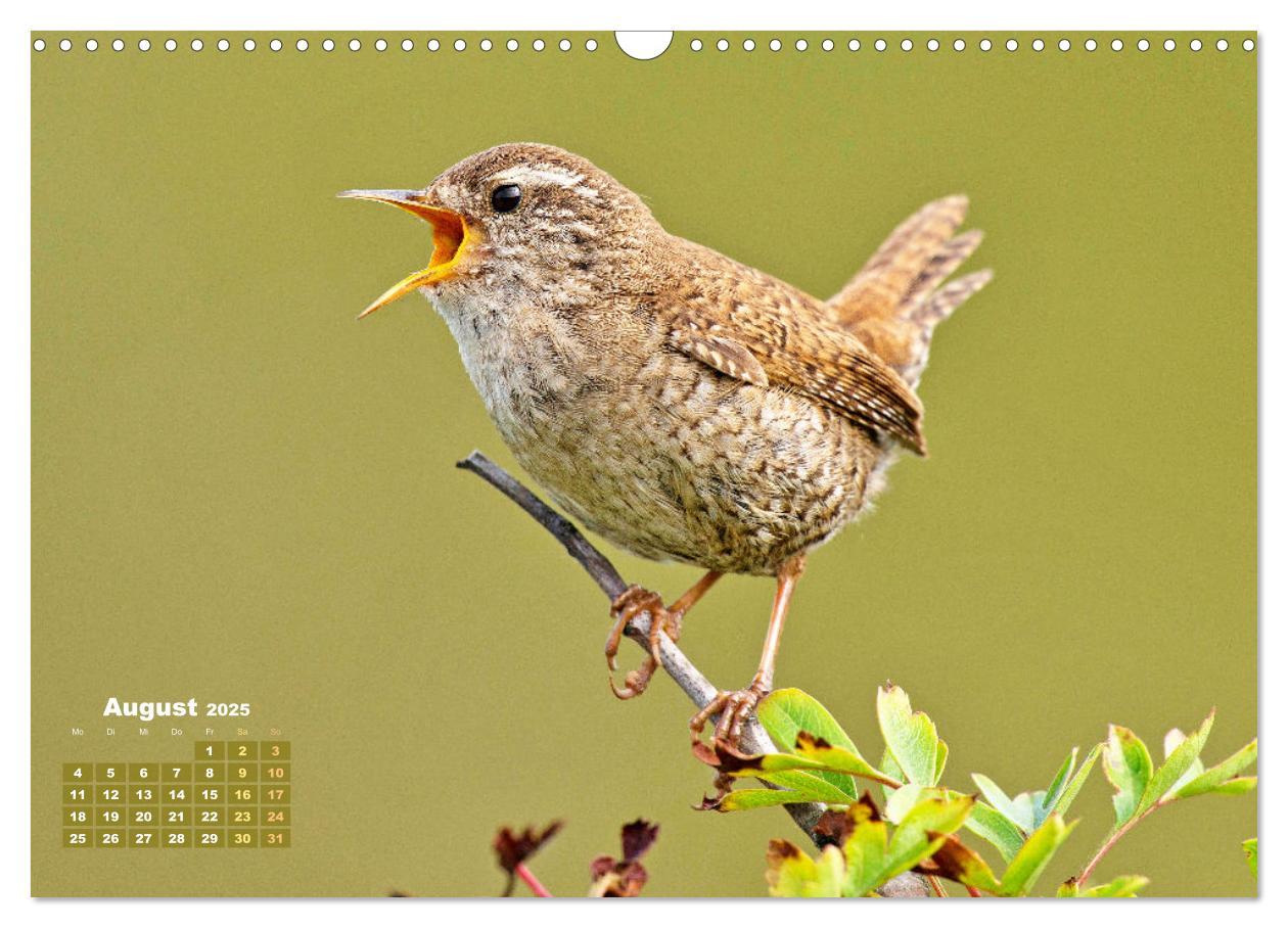 Bild: 9783383874031 | Amsel, Fink und Star: Heimische Vögel (Wandkalender 2025 DIN A3...