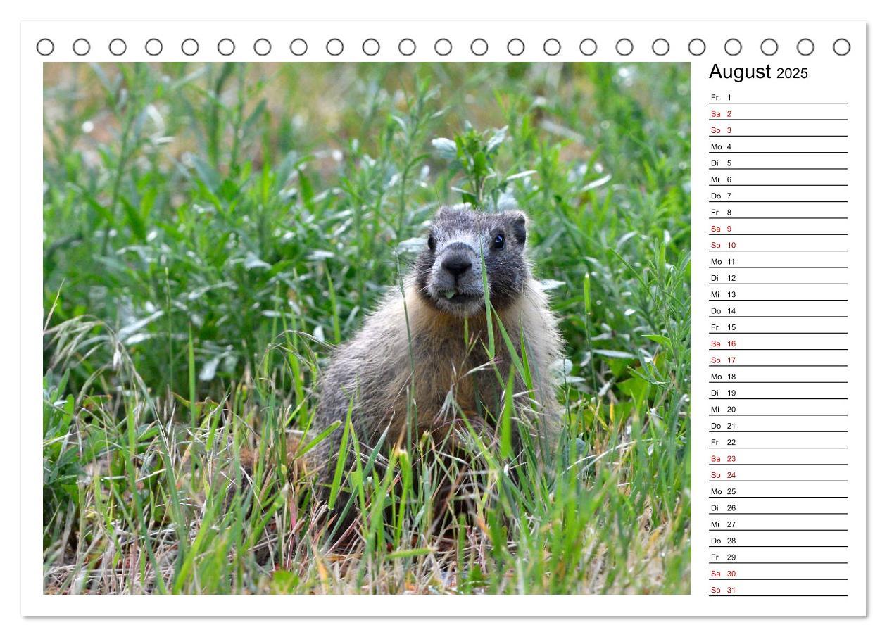 Bild: 9783435396306 | Murmeltiere in Nordamerika (Tischkalender 2025 DIN A5 quer),...