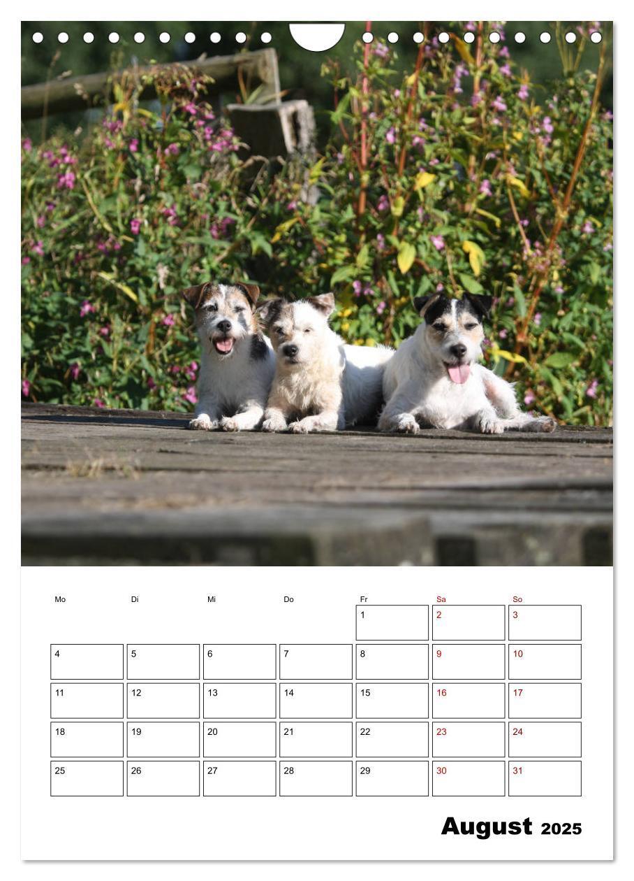 Bild: 9783435996063 | Tender Fellows - Parson Russell Terrier (Wandkalender 2025 DIN A4...